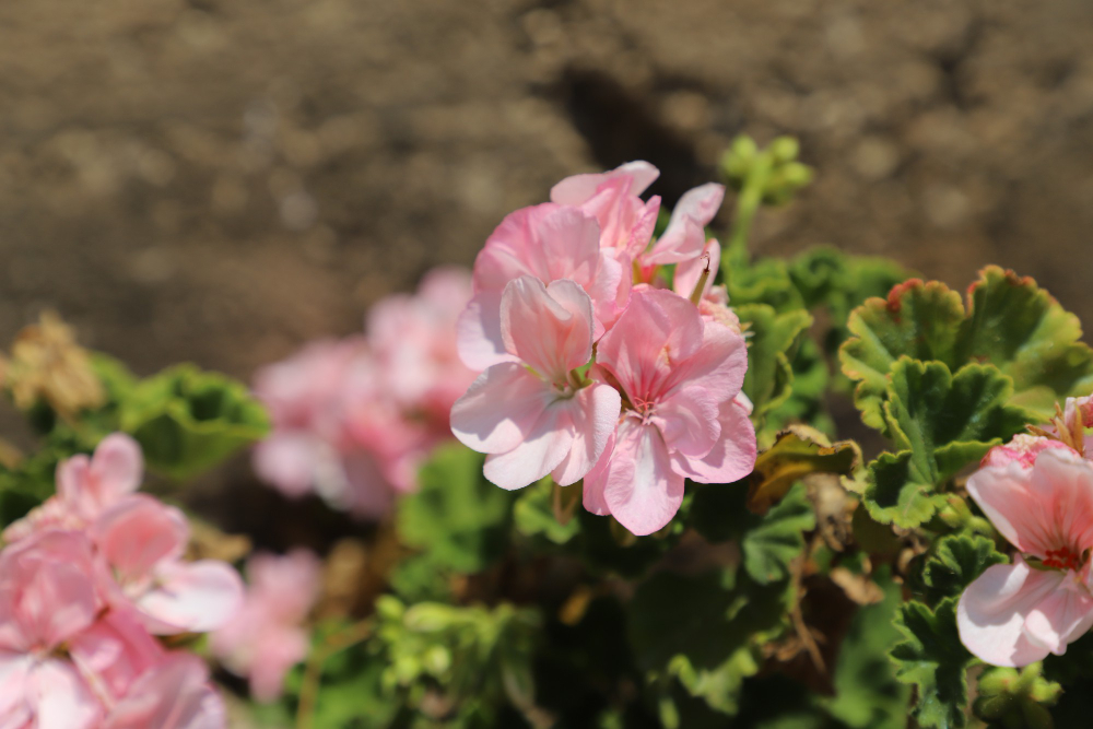 Kur geriausia įšaknydinti pelargonijų atžalas