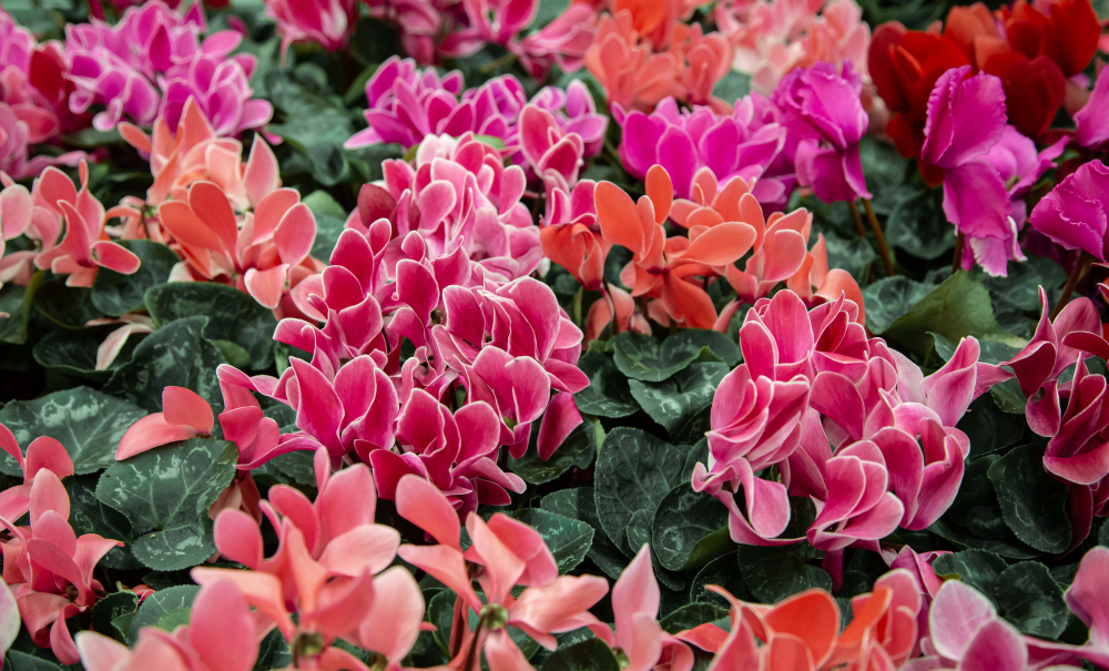 Dažniausios klaidos dauginant pelargonijas