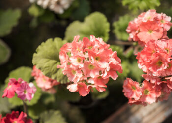 Pelargonijų dauginimas atžalomis – paprastas būdas pasidauginti augalą