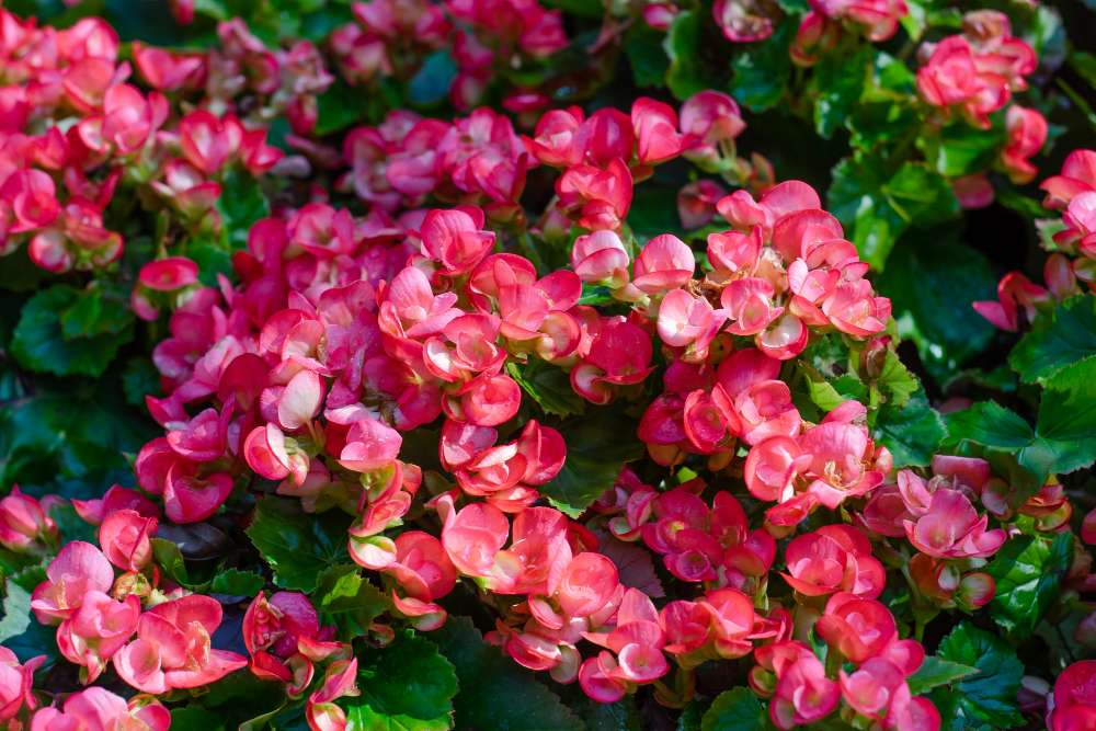 Ką svarbiausia prisiminti dauginant pelargonijas