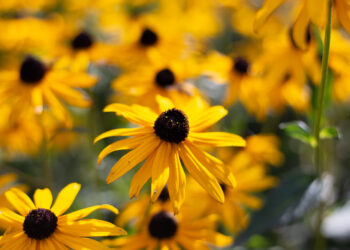 Rudbekija – rūšys, veislės ir daugiametės gėlės