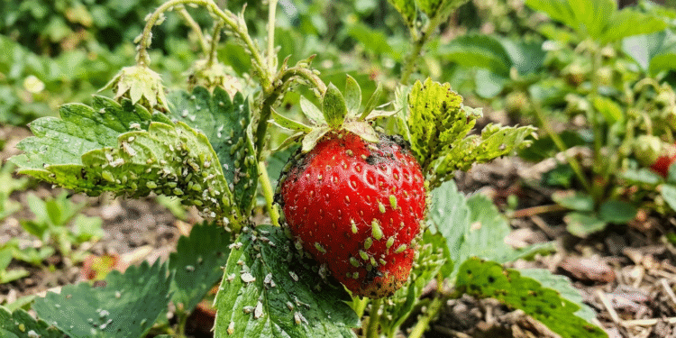 Braškių kenkėjai: tripsai, amarai, vabalai ir apsauga nuo paukščių