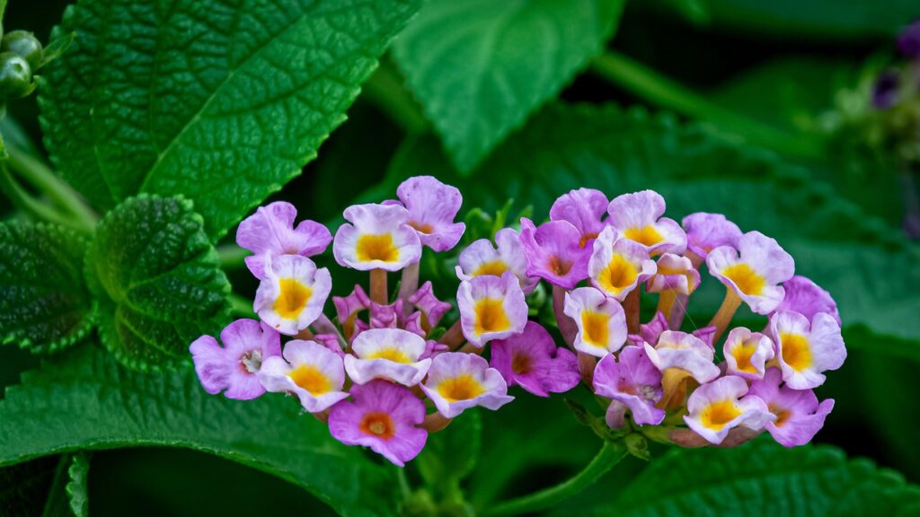 Amerikinė lantana – viena ryškiausių vasaros gėlių