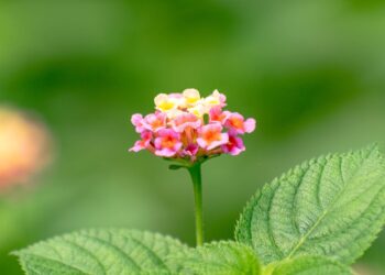 Amerikinė lantana – ką verta žinoti apie šios egzotinės gėlės auginimą?