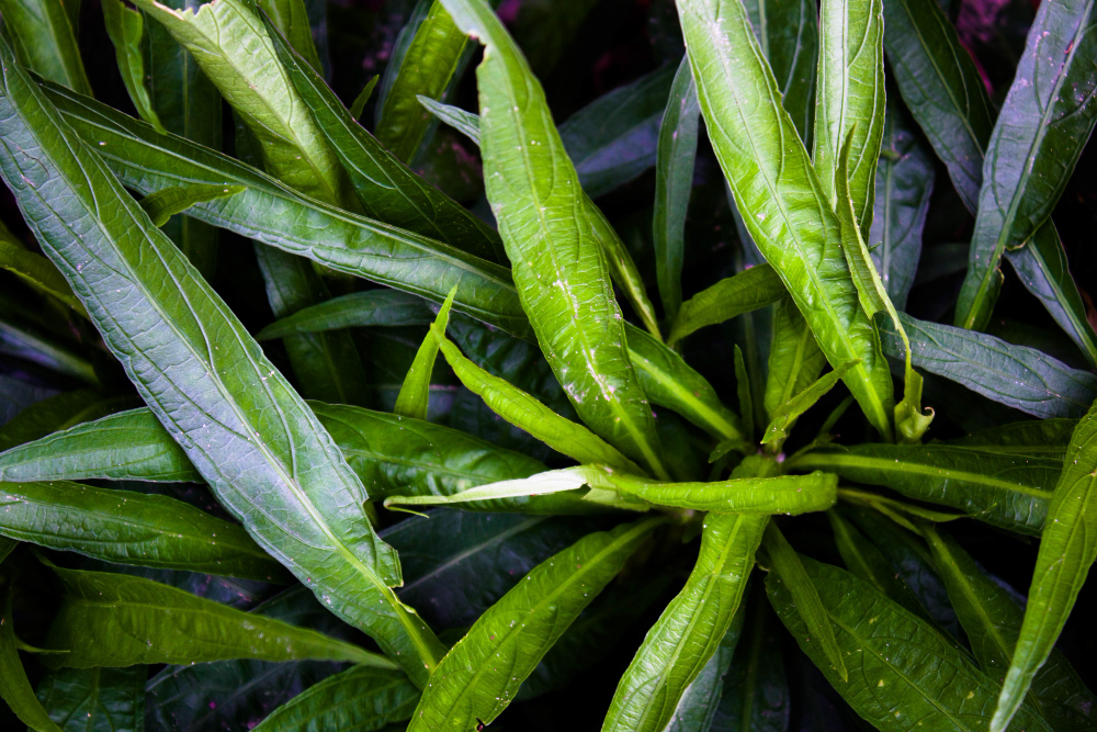 Kaip atrodo aspidistra?