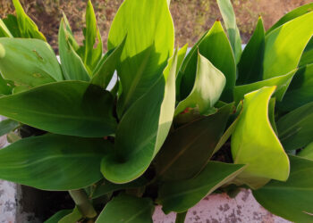 Aspidistra ir aukštoji aspidistra: savybės, priežiūra ir auginimo ypatumai