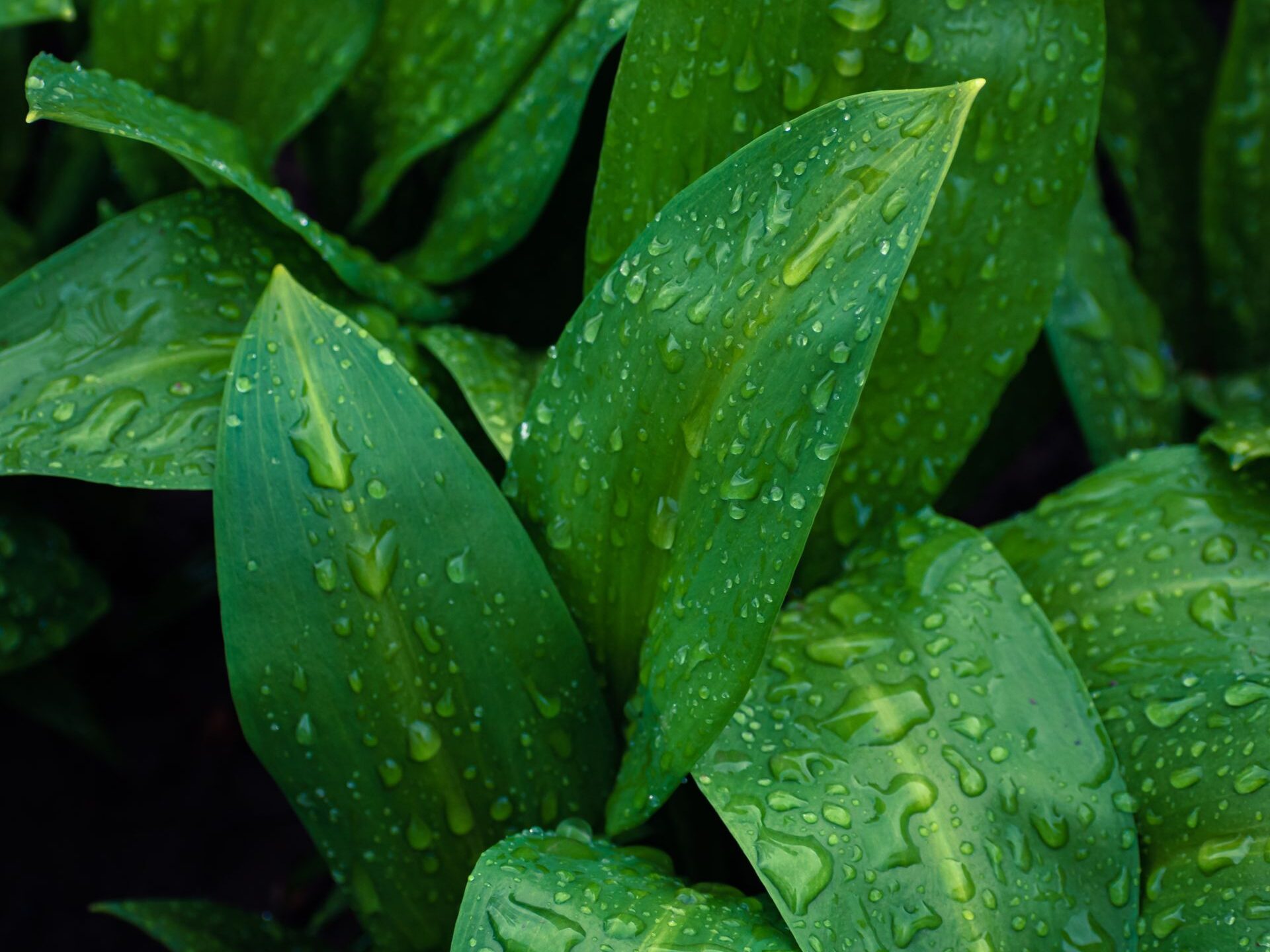 Aspidistra – augalas, kuris atleidžia klaidas