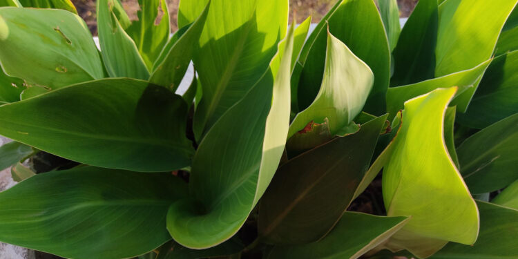 Aspidistra ir aukštoji aspidistra: savybės, priežiūra ir auginimo ypatumai
