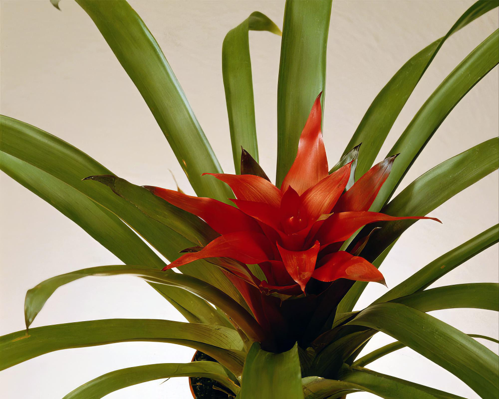 Svarbiausi dalykai, kuriuos verta prisiminti auginant bromeliją
