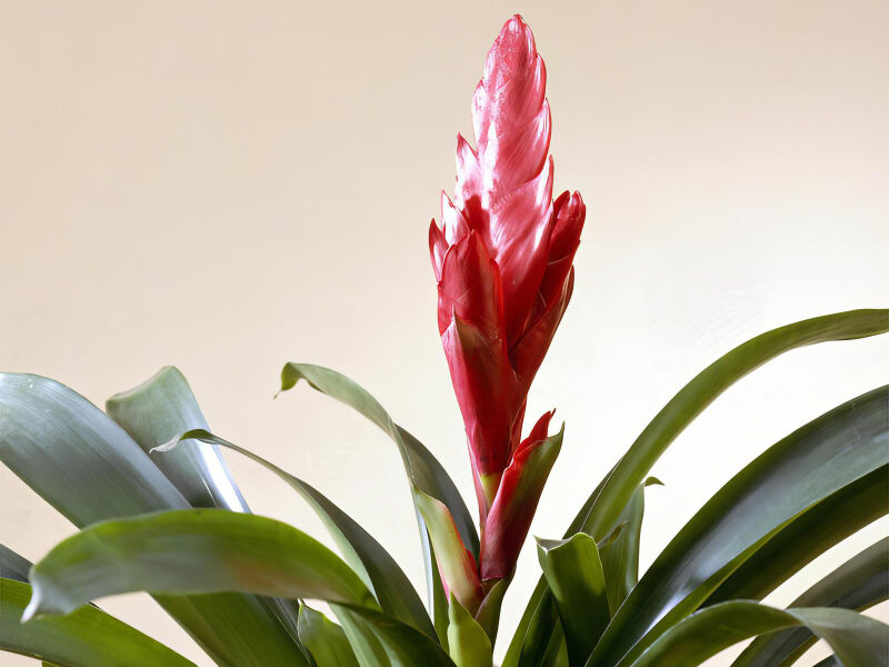 Dažniausios bromelijos priežiūros klaidos