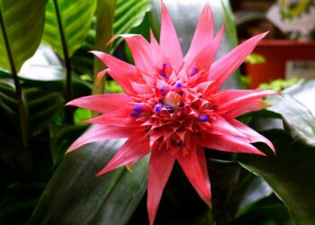 Bromelija: priežiūra, auginimas vazone ir svarbiausi patarimai pradedantiesiems