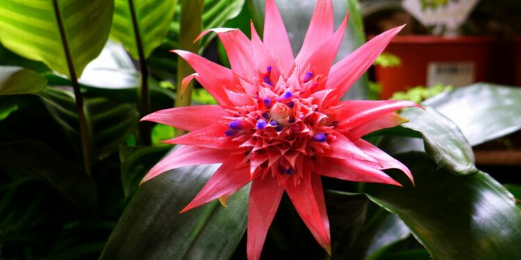 Bromelija: priežiūra, auginimas vazone ir svarbiausi patarimai pradedantiesiems
