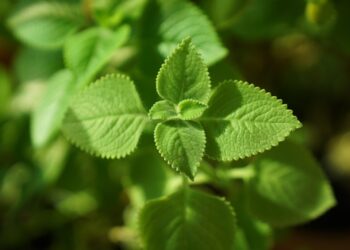 Kvapioji cimbžieda – dekoratyvus ir aromatingas augalas jūsų sodui