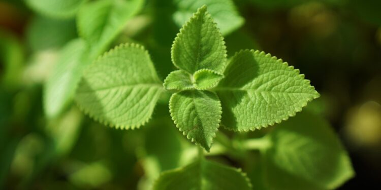 Kvapioji cimbžieda – dekoratyvus ir aromatingas augalas jūsų sodui