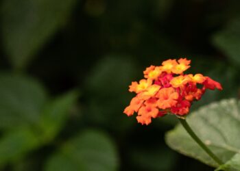 Lantana: spalvinga gėlė, galinti tapti tikra sodo puošmena